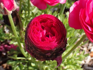 P9180136a.jpg